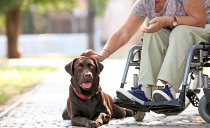 a person leans down to pat a large brown dog lying next to their wheelchair